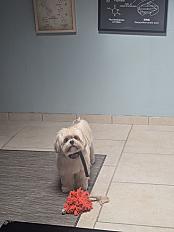 Donne Lhassa Apso (race similaire Shih Tzu) femelle 3 ans - Yvelines - Photo 3