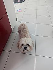 Donne Lhassa Apso (race similaire Shih Tzu) femelle 3 ans - Yvelines - Photo 4
