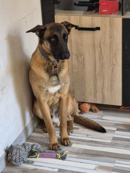 Donne chien type berger malinois mâle 1 an - Bas Rhin