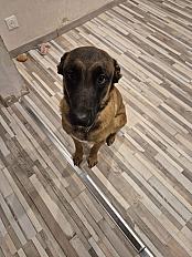 Donne chien type berger malinois mâle 1 an - Bas Rhin - Photo 2