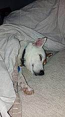 Donne jack russel terrier mâle 9 ans - Mayenne - Photo 2