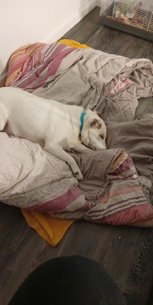 Donne jack russel terrier mâle 9 ans - Mayenne
