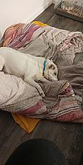 Donne jack russel terrier mâle 9 ans - Mayenne