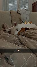 Donne jack russel terrier mâle 9 ans - Mayenne - Photo 4