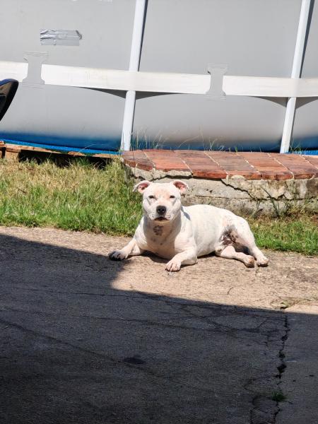 Donne staffie mâle 2 ans - Yonne