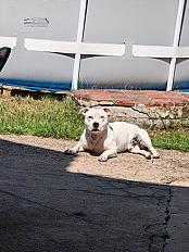 Donne staffie mâle 2 ans - Yonne