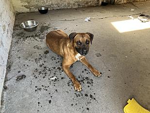 Donne Pip boxer croisé mâle 5ans - Pas de Calais