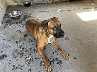 Donne Pip boxer croisé mâle 5ans - Pas de Calais - Photo 2