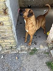 Donne Pip boxer croisé mâle 5ans - Pas de Calais - Photo 3