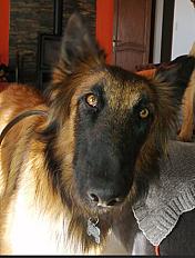 Donne Berger Belge Tervueren femelle 7 ans - Bouches du Rhône - Photo 2