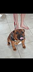 Donne Staffy mâle 4 ans - Marne - Photo 2