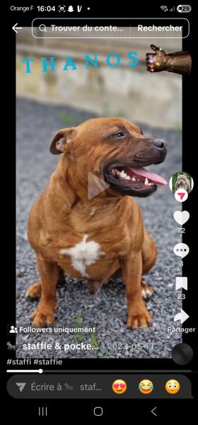 Donne Staffy mâle 4 ans - Marne