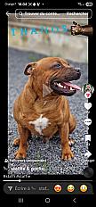Donne Staffy mâle 4 ans - Marne