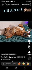 Donne Staffy mâle 4 ans - Marne - Photo 3