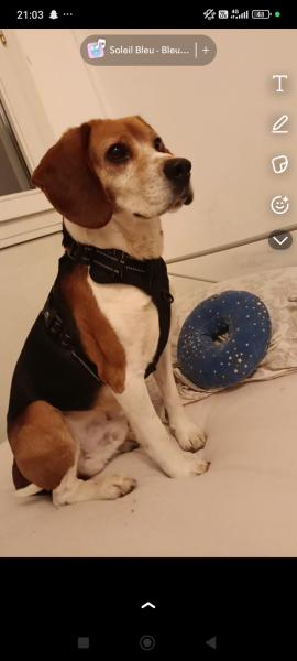 Donne beagle adulte à contre coeur mâle 5 ans- Drôme