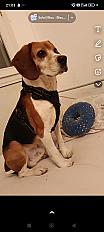 Donne beagle adulte à contre coeur mâle 5 ans- Drôme