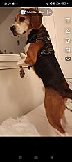 Donne beagle adulte à contre coeur mâle 5 ans- Drôme - Photo 2