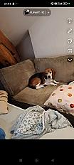 Donne beagle adulte à contre coeur mâle 5 ans- Drôme - Photo 3