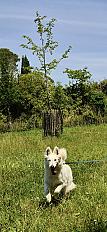Donne berger blanc suisse femelle 8 ans - Alpes Maritimes - Photo 2
