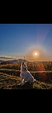 Donne berger blanc suisse femelle 8 ans - Alpes Maritimes - Photo 3