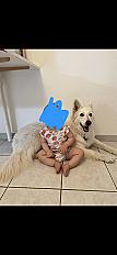 Donne berger blanc suisse femelle 8 ans - Alpes Maritimes - Photo 4