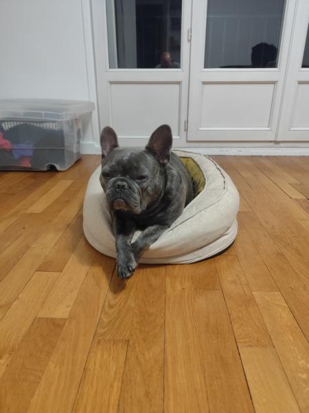 Donne bouledogue français mâle 3 ans - Val de Marne