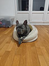 Donne bouledogue français mâle 3 ans - Val de Marne