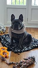 Donne bouledogue français mâle 3 ans - Val de Marne - Photo 2