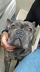 Donne bouledogue français mâle 3 ans - Val de Marne - Photo 3