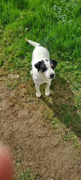 Donne Jack  Russell femelle 6 ans - Aisne