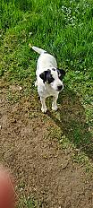 Donne Jack  Russell femelle 6 ans - Aisne