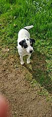 Donne Jack  Russell femelle 6 ans - Aisne - Photo 2