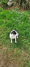 Donne Jack  Russell femelle 6 ans - Aisne - Photo 3