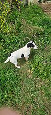 Donne Jack  Russell femelle 6 ans - Aisne - Photo 4