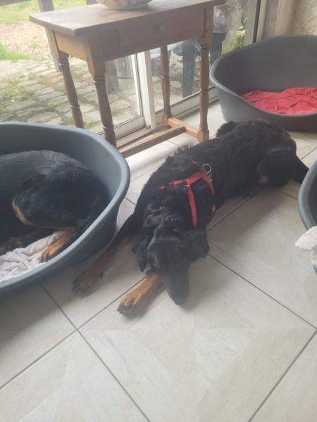 Donne beauceron femelle 3 ans - Indre