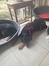 Donne beauceron femelle 3 ans - Indre