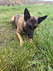 Donne malinois femelle 4 ans - Loire