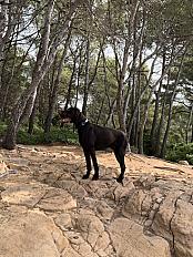 Donne Braque Allemand mâle 5 ans - Haute Savoie - Photo 2