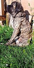 Donne mastiff anglais femelle 3 ans - Morbihan - Photo 3