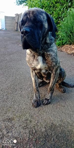 Donne mastiff anglais femelle 3 ans - Morbihan