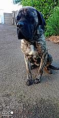 Donne mastiff anglais femelle 3 ans - Morbihan