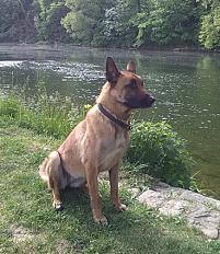 Donne berger belge malinois femelle 8 ans - Doubs - Photo 2