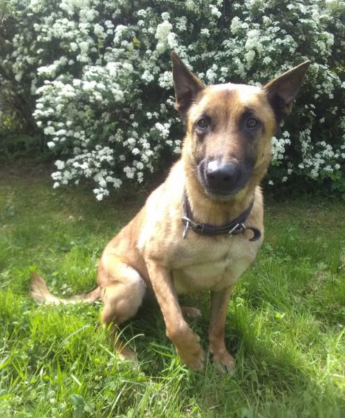 Donne berger belge malinois femelle 8 ans - Doubs
