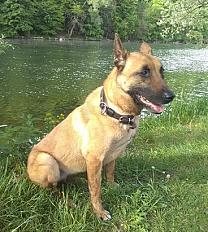 Donne berger belge malinois femelle 8 ans - Doubs - Photo 3