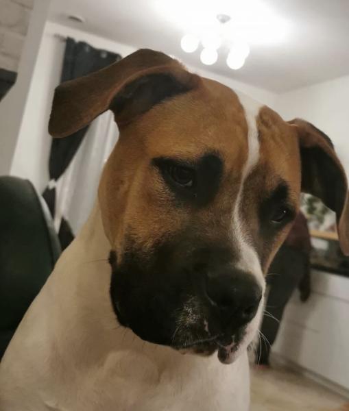 Donne bouledogue américain mâle 5 ans - Loiret
