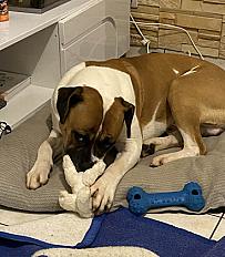 Donne bouledogue américain mâle 5 ans - Loiret - Photo 2