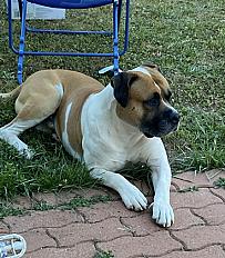 Donne bouledogue américain mâle 5 ans - Loiret - Photo 3