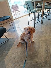 Donne Junior griffon fauve de Bretagne mâle 4 ans - Bouches du Rhône - Photo 2