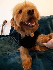 Donne Junior griffon fauve de Bretagne mâle 4 ans - Bouches du Rhône - Photo 3
