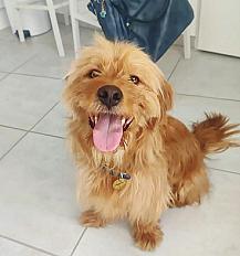Donne Junior griffon fauve de Bretagne mâle 4 ans - Bouches du Rhône